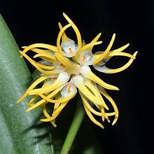 Bulbophyllum odoratissimum